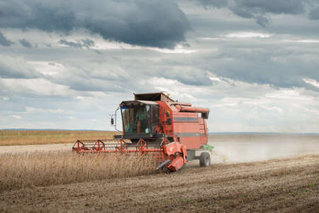 Harvesting of soy bean field with combine