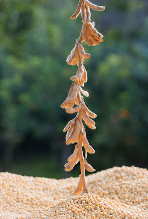 Close up photo of soybeanの写真素材