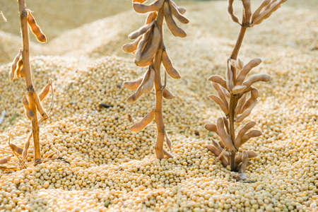 Close up photo of soybeanの写真素材