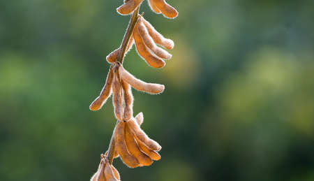 Close up photo of soybeanの写真素材