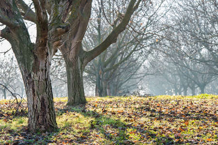walnut wood in the fogの写真素材
