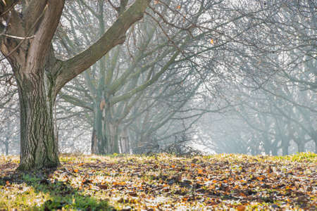 walnut wood in the fogの写真素材
