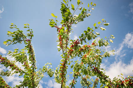 Cherries hanging on a cherry tree branch