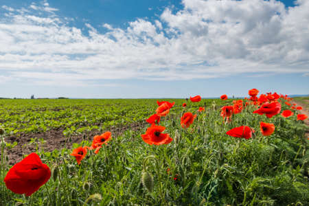 poppy in the field of soybeansの写真素材