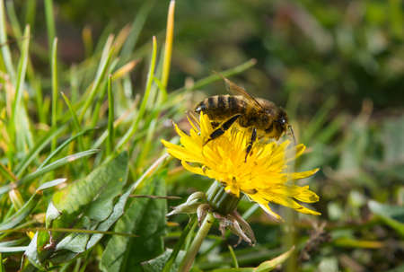 A bee busy drinking nectar from the flower