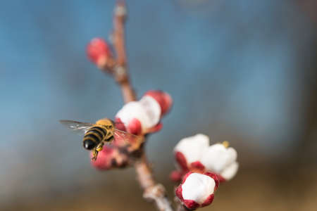 bees flying above white flowerの写真素材