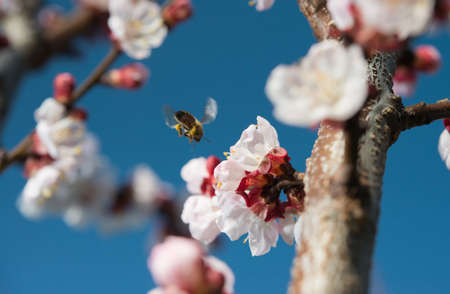 bees flying above white flowerの写真素材