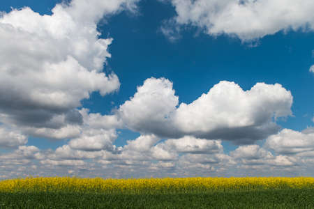 field of oilseed rape in springの写真素材