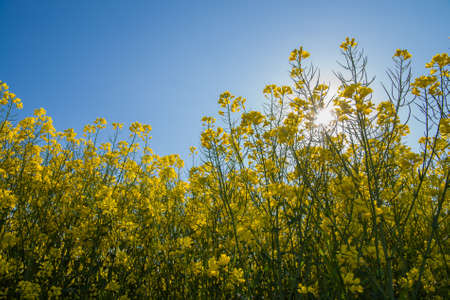 field of oilseed rape in springの写真素材