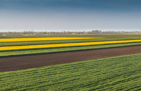 field of oilseed rape in springの写真素材
