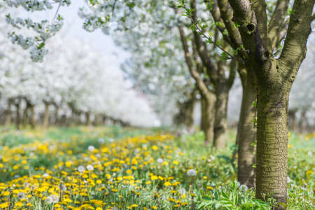 blooming apple orchard in springの写真素材
