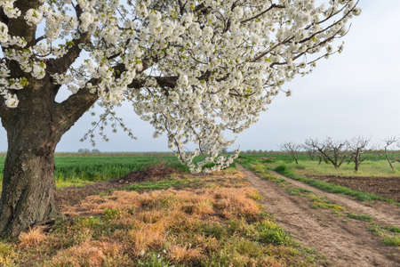 Single blossoming tree in springの写真素材