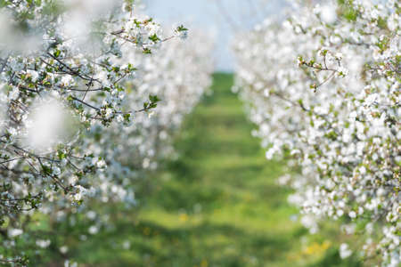 blooming cherry orchard in spring