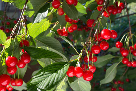 Red cherries on the branch