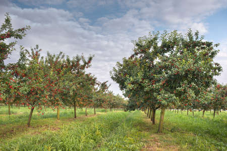 Ripening cherries on orchard treeの写真素材