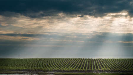 Soybean Field Rows in springの写真素材