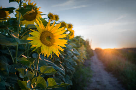  sunflowers at field in sunsetの写真素材