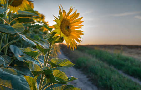  sunflowers at field in sunsetの写真素材