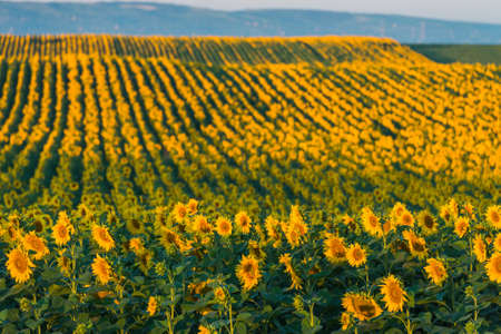  sunflowers at field in sunsetの写真素材
