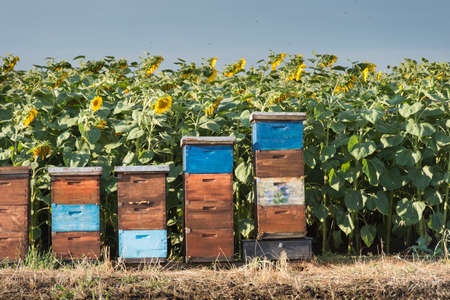 beehives in a field of sunflowersの写真素材