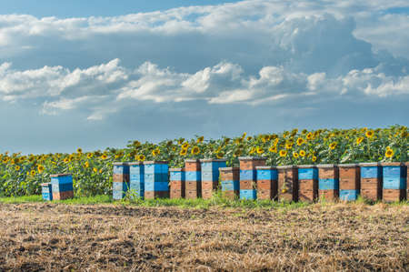 beehives in a field of sunflowersの写真素材