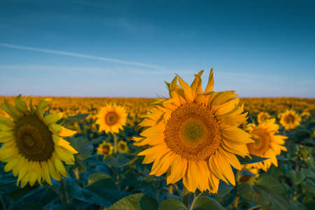 sunflowers at field in sunset