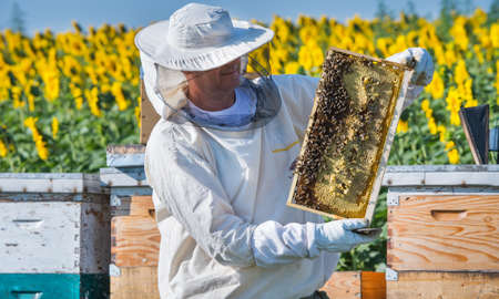 Beekeeper working in the field of sunflowersの写真素材