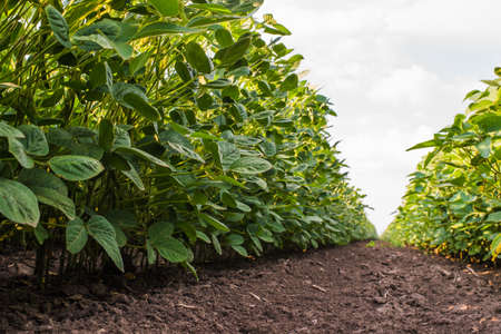 Soybean Field Rows in summer