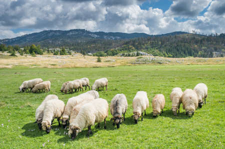 Flock of sheep in the mountainsの写真素材