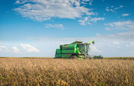 Harvesting of soy bean field with combineの写真素材