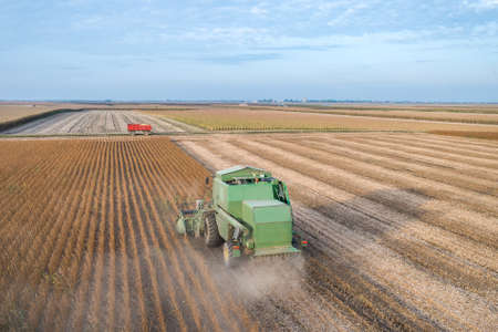 Harvesting of soy bean field with combine