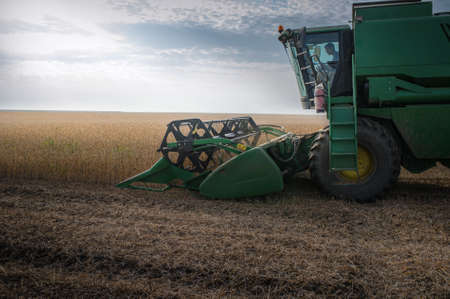 Harvesting of soy bean field with combineの写真素材