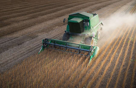 Harvesting of soy bean field with combine