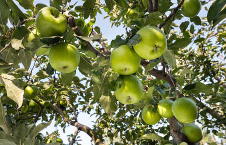 green apples on a branchのeditorial素材