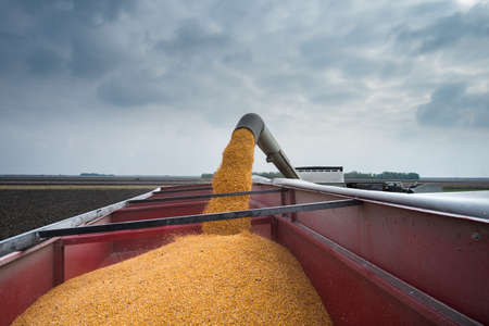 corn harvest on a farmlandの写真素材