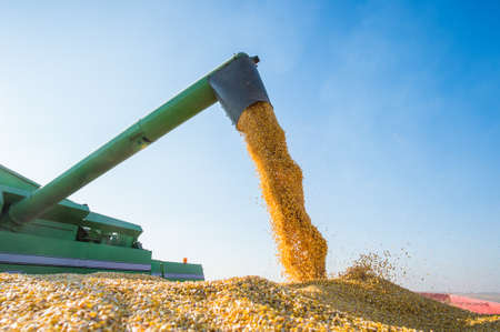 Corn harvest in autumnのeditorial素材