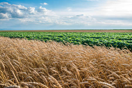 Field of ripe wheat in summer