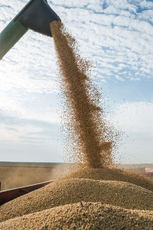 Pouring soy bean into tractor trailerの写真素材