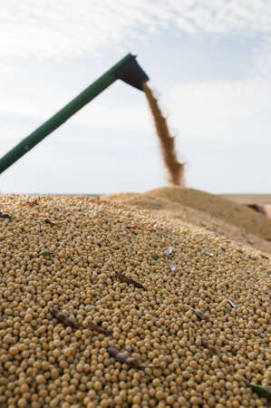 Pouring soy bean into tractor trailerの写真素材