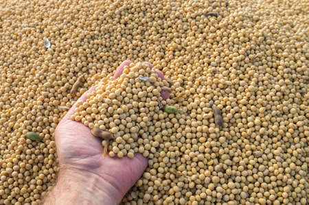 Human hand holding soybeanの写真素材