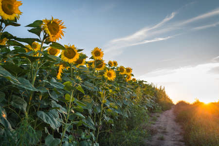 Sunflowers at field in sunsetの写真素材