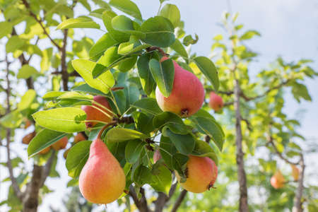 Branch with ripe juicy pearsの写真素材