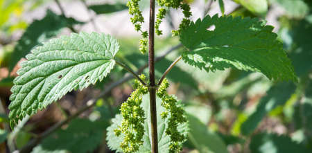 Green stinging nettle in the forest