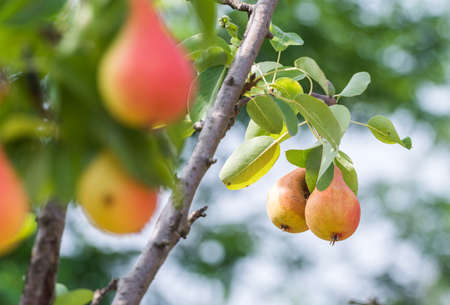 Branch with ripe juicy pearsの写真素材