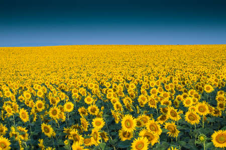 Sunflowers at field in morning