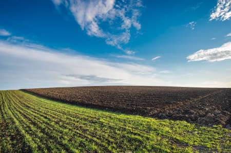 Winter wheat field in morningの写真素材
