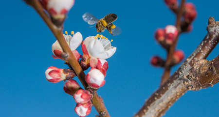 Honey bee collecting pollen from flowers.