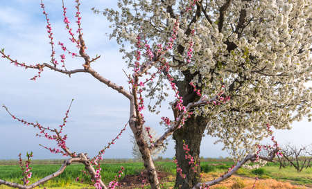 Blooming cherry tree in the field