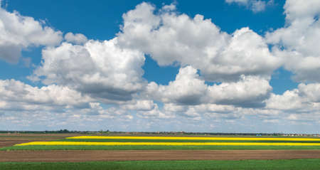Field of oilseed rape in springの写真素材