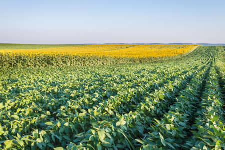 Soybean Field Rows in summerの写真素材